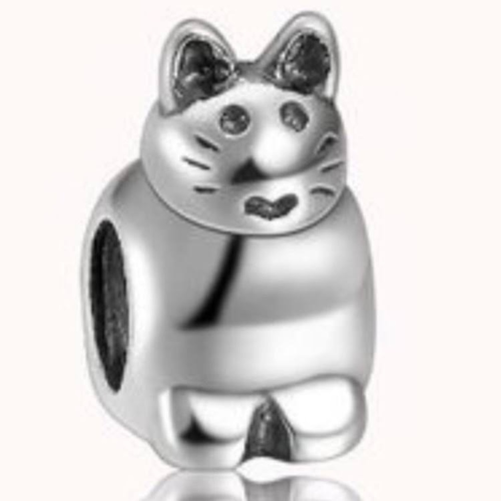 Pandora cat 🐱